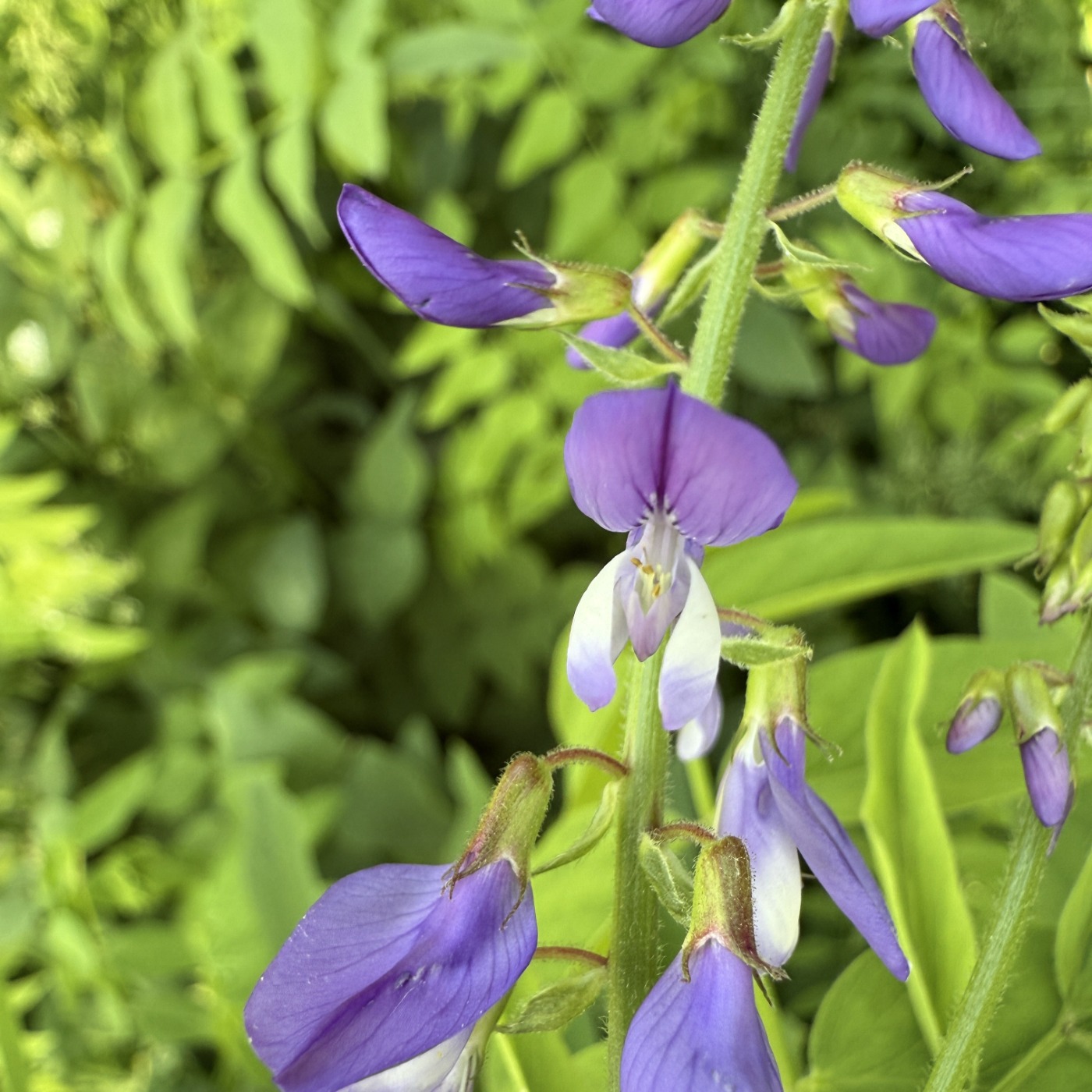 Blå Stregbælg (Galega orientalis)