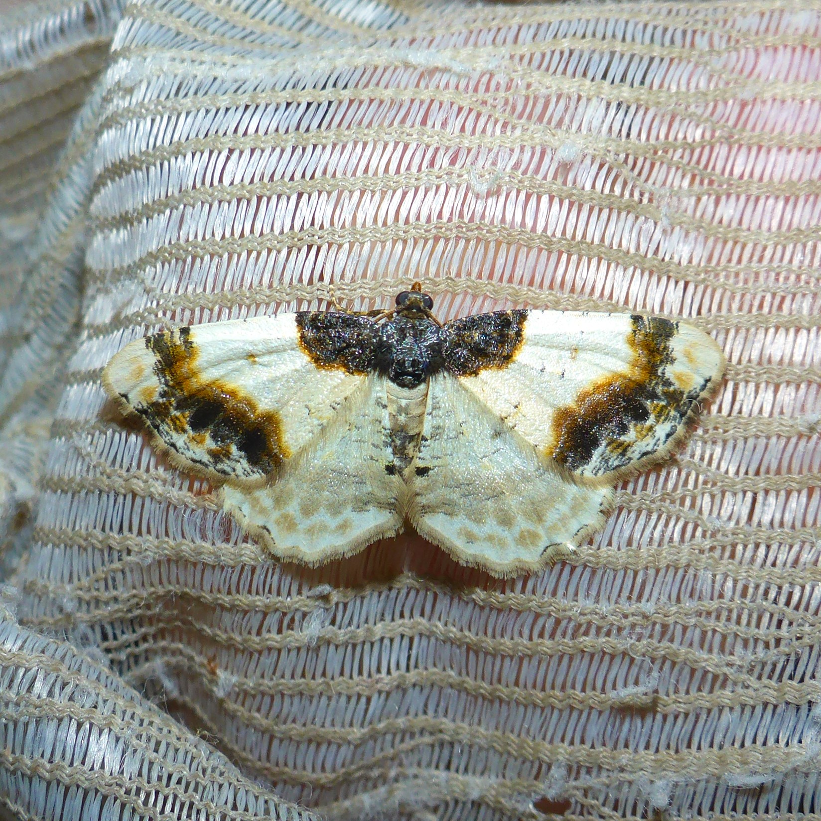 Benvedmåler (Ligdia adustata)