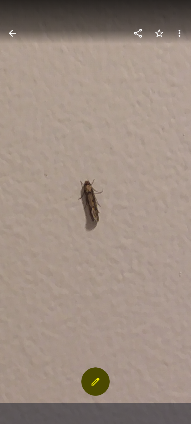 Natsommerfugl ubest. (Heterocera indet.)