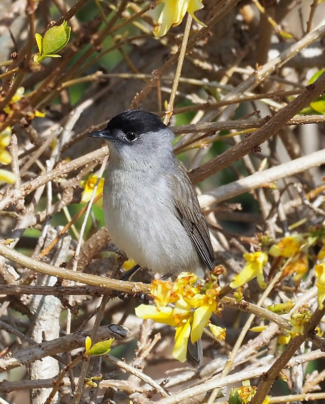 Munk (Sylvia atricapilla)