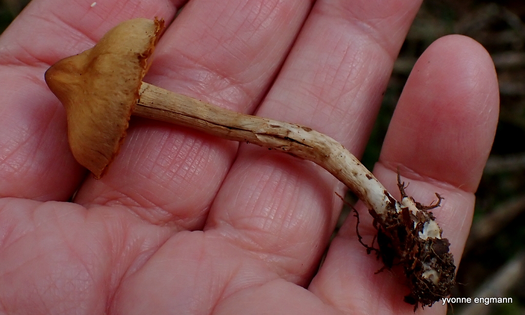 Ildelugtende Slørhat (Cortinarius hinnuleus)