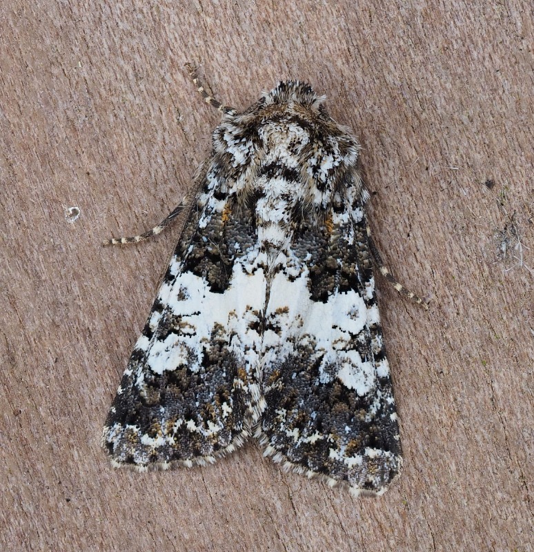 Hvidbåndet Nellikeugle (Hadena compta)