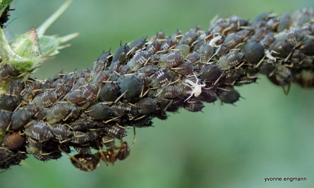 Bedebladlus (Aphis fabae)