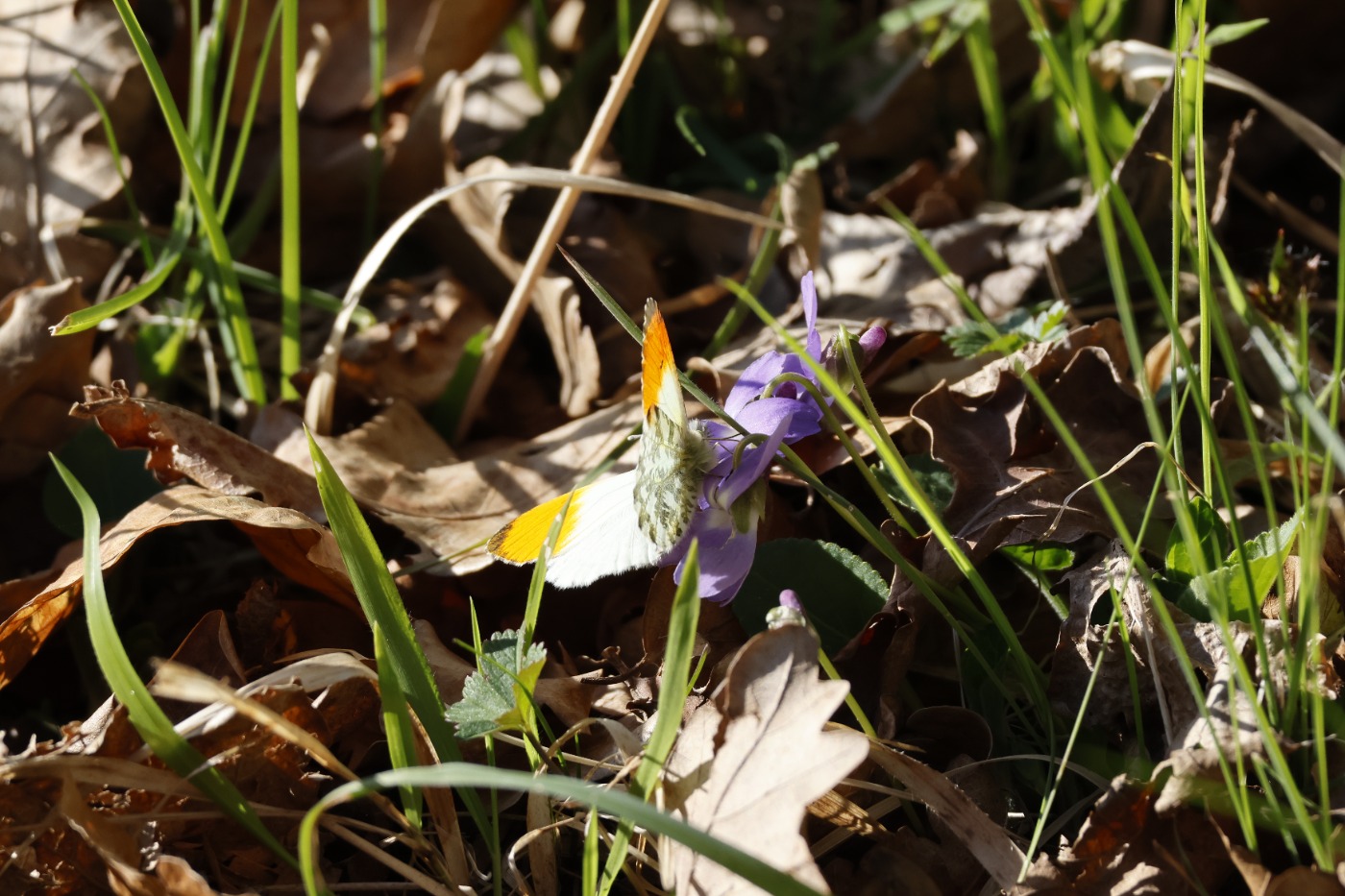 Aurora (Anthocharis cardamines)