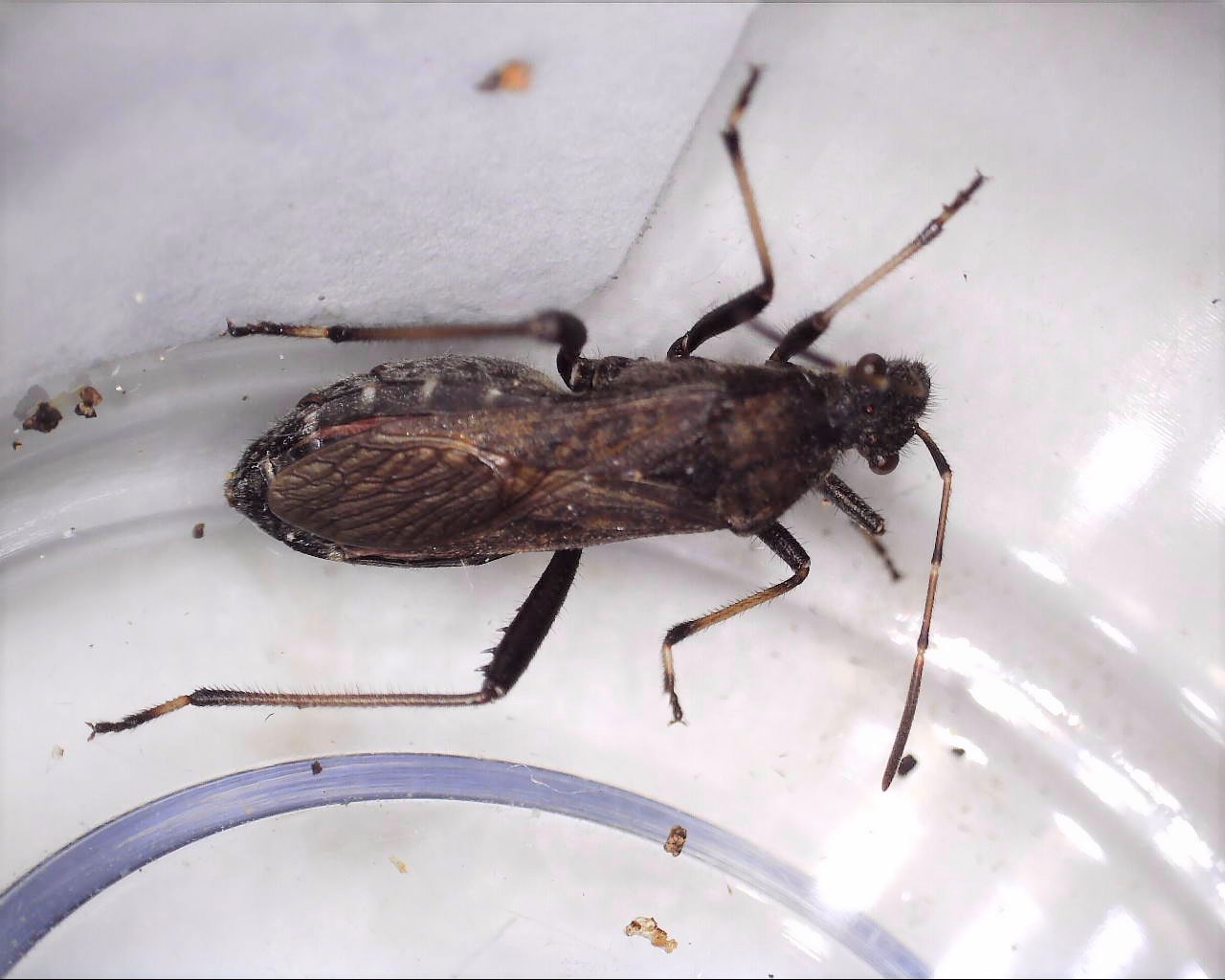 Hvepsetæge (Alydus calcaratus)