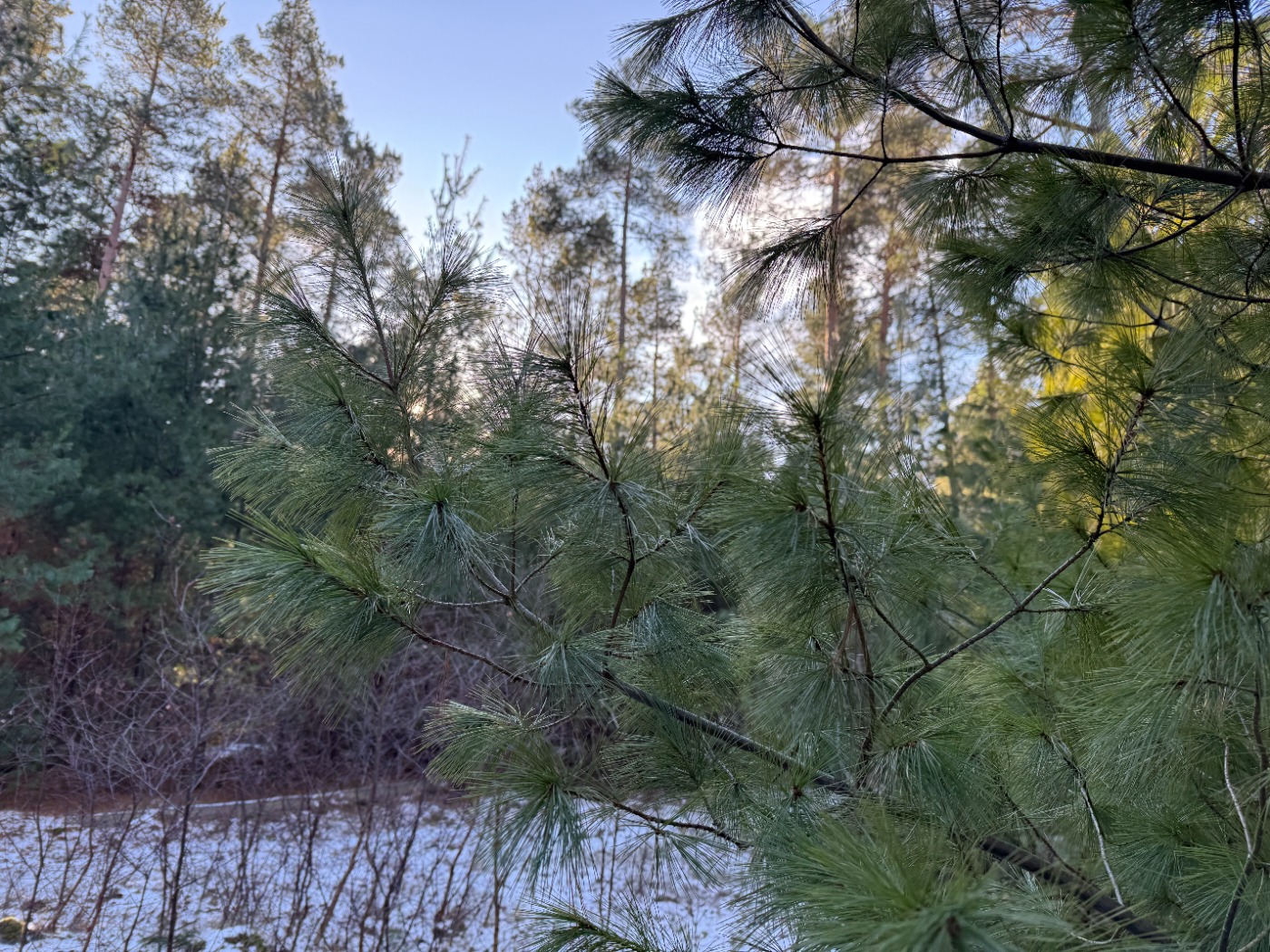 Weymouths-Fyr (Pinus strobus)