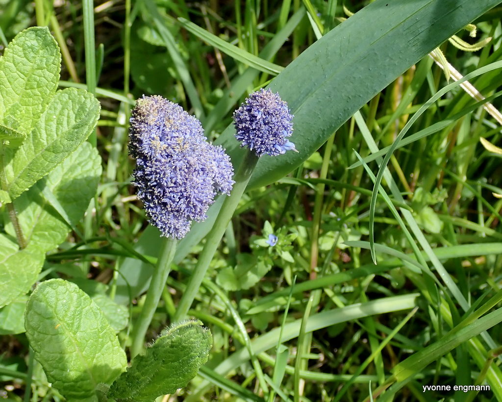 Duskhyacint (Muscari comosum)