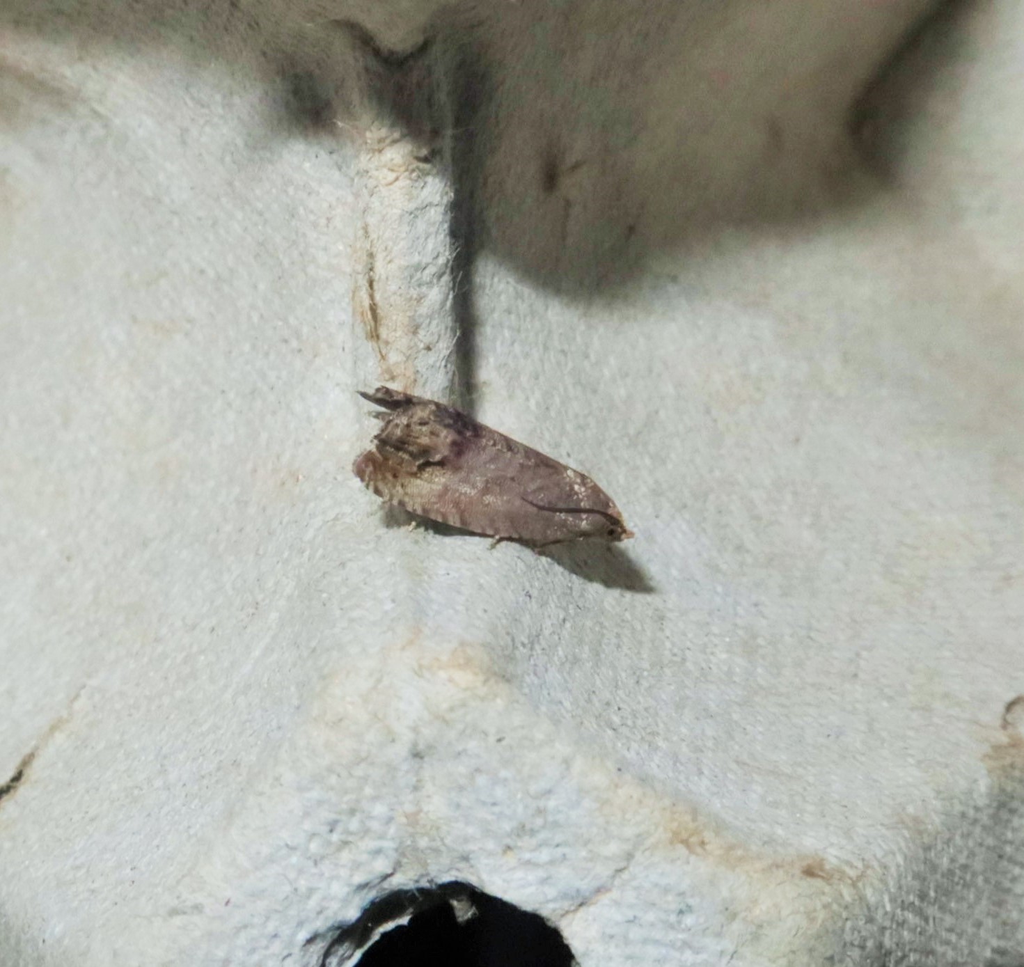 Agernvikler (Cydia splendana)