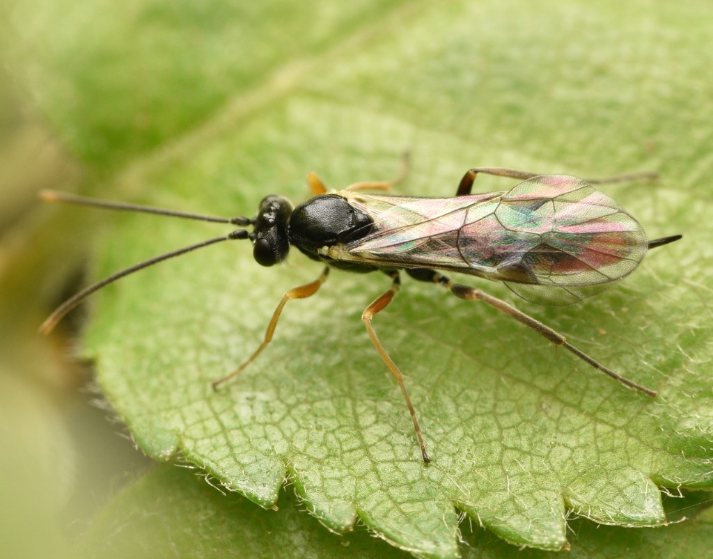 Stilbops vetulus (Stilbops vetulus)