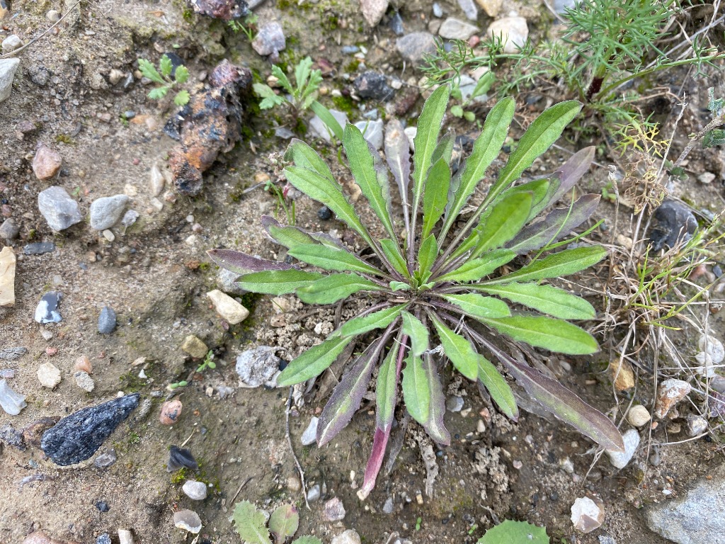 Rank Hjørneklap (Erysimum strictum)