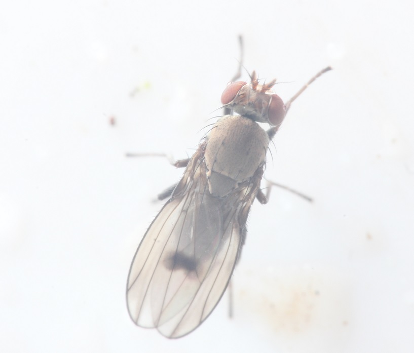 Diastata adusta (Diastata adusta)