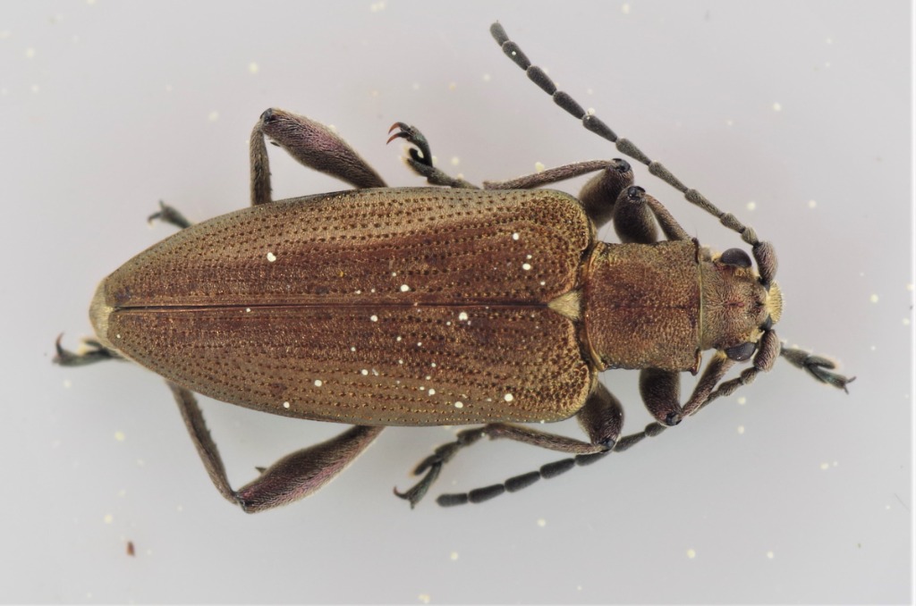 Donacia obscura (Donacia obscura)