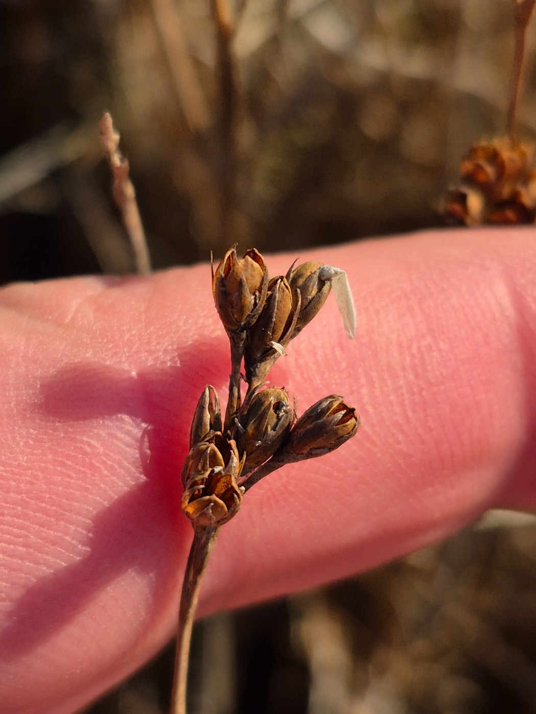 Børste-Siv (Juncus squarrosus)