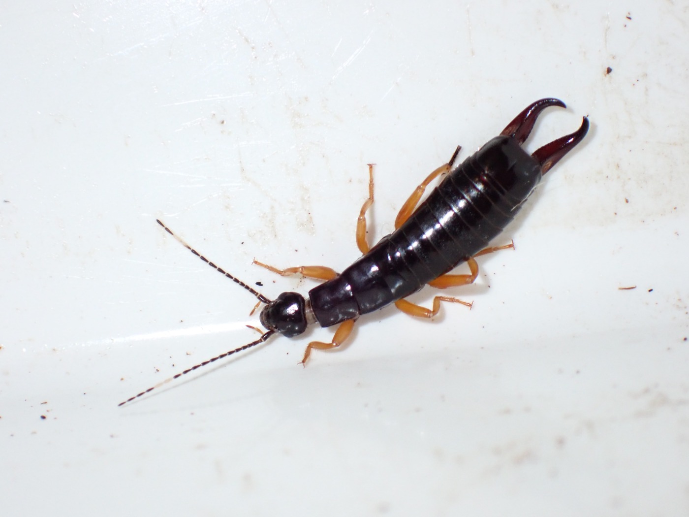 Euborellia arcanum (Euborellia arcanum)