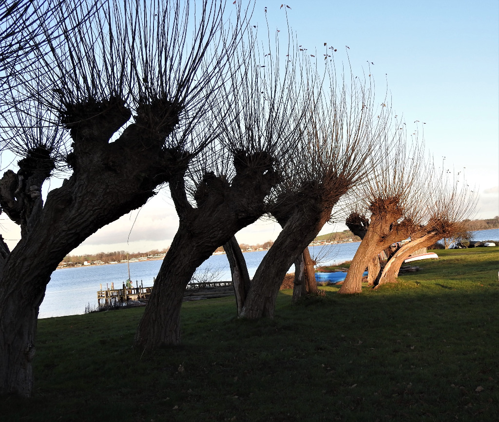Landevejs-Poppel (Populus x canadensis var. serotina)