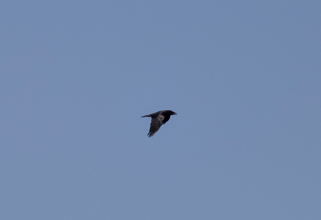 Ravn (Corvus corax)