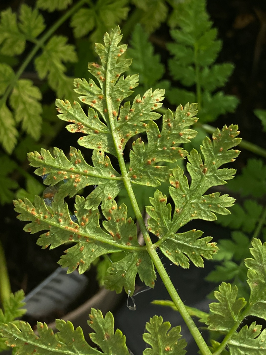 Puccinia chaerophylli (Puccinia chaerophylli)