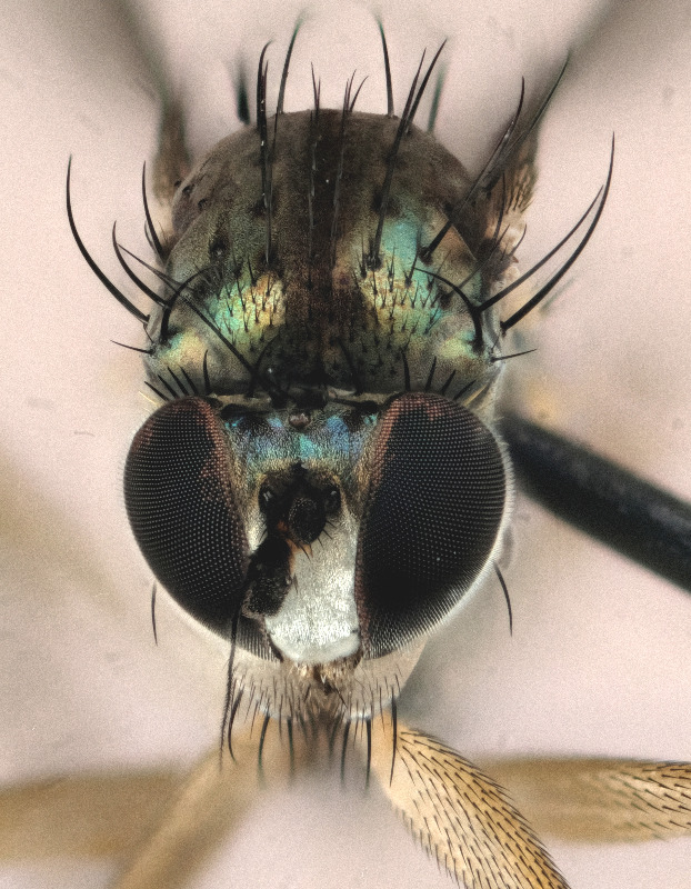 Dolichopus agilis (Dolichopus agilis)