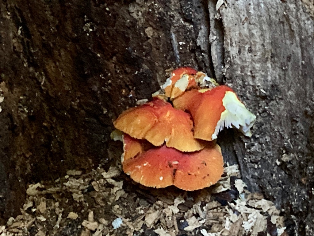 Skarlagen-Skærmhat (Pluteus aurantiorugosus)