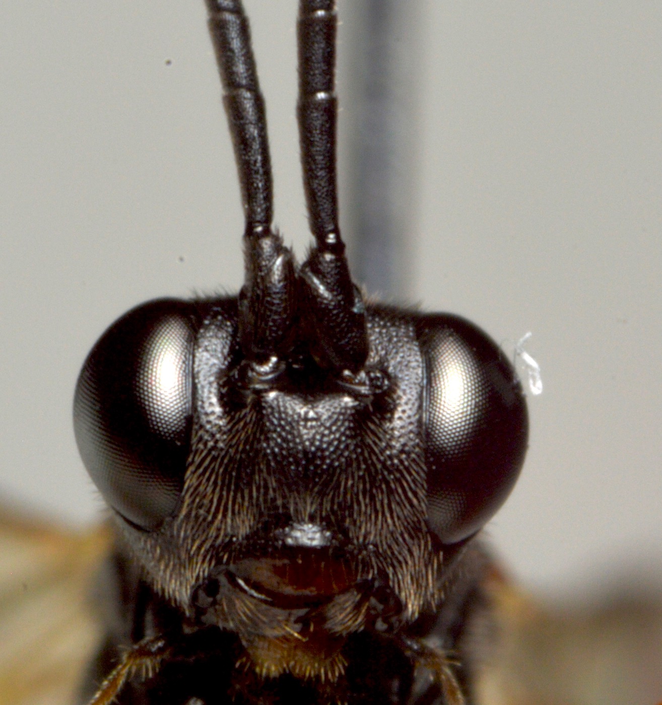 Lissonota clypeator (Lissonota clypeator)