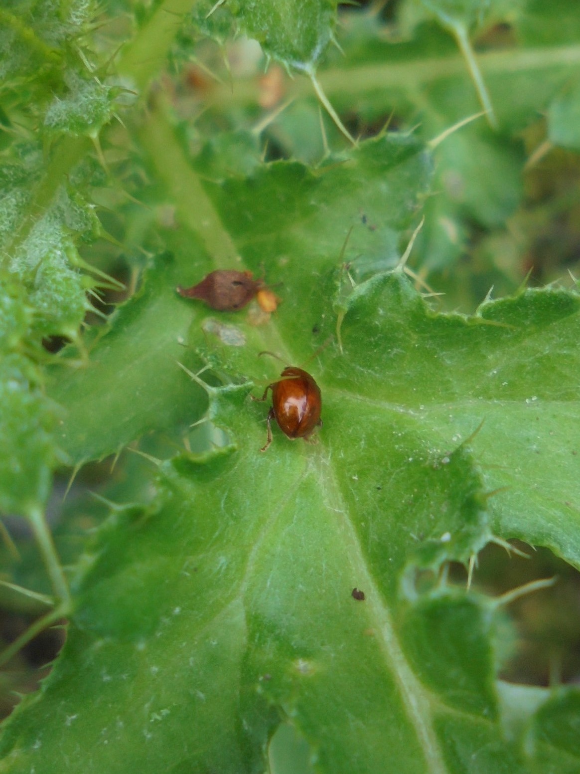 Sphaeroderma sp. (Sphaeroderma sp.)