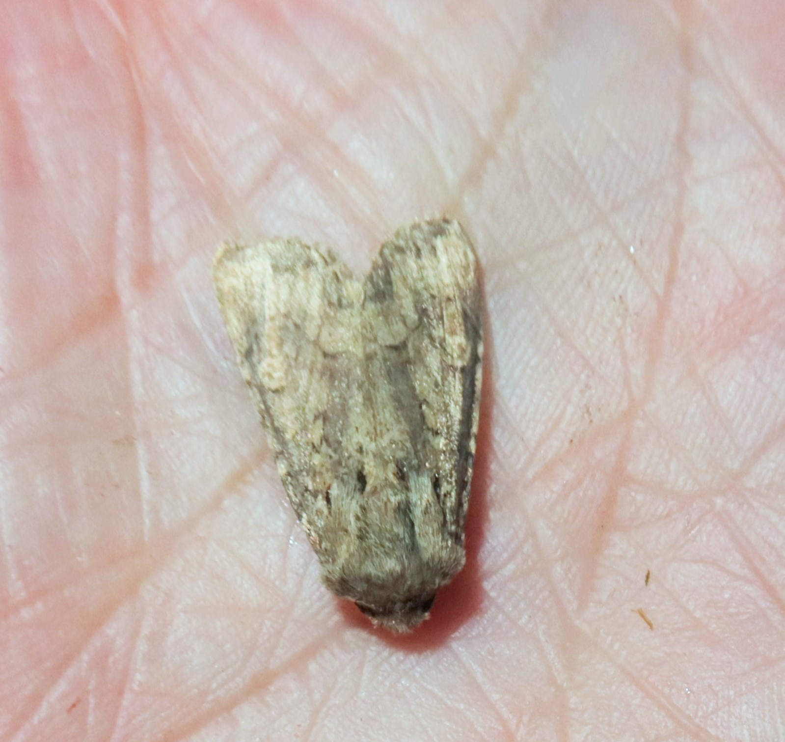 Frøgræsugle (Luperina testacea)