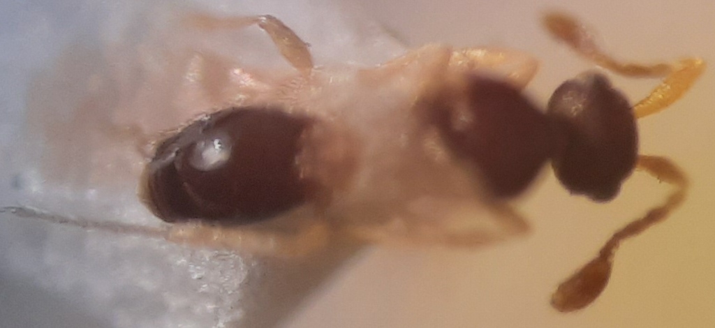 Iphitrachelus gracilis (Iphitrachelus gracilis)