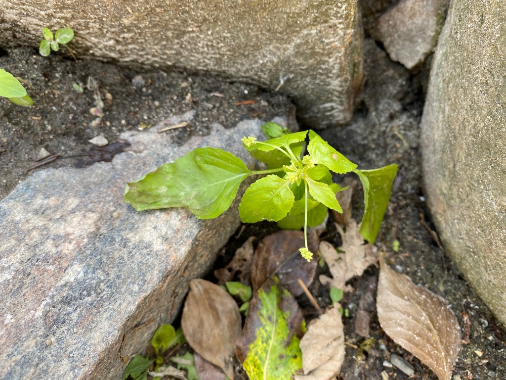 Enårig Bingelurt (Mercurialis annua)