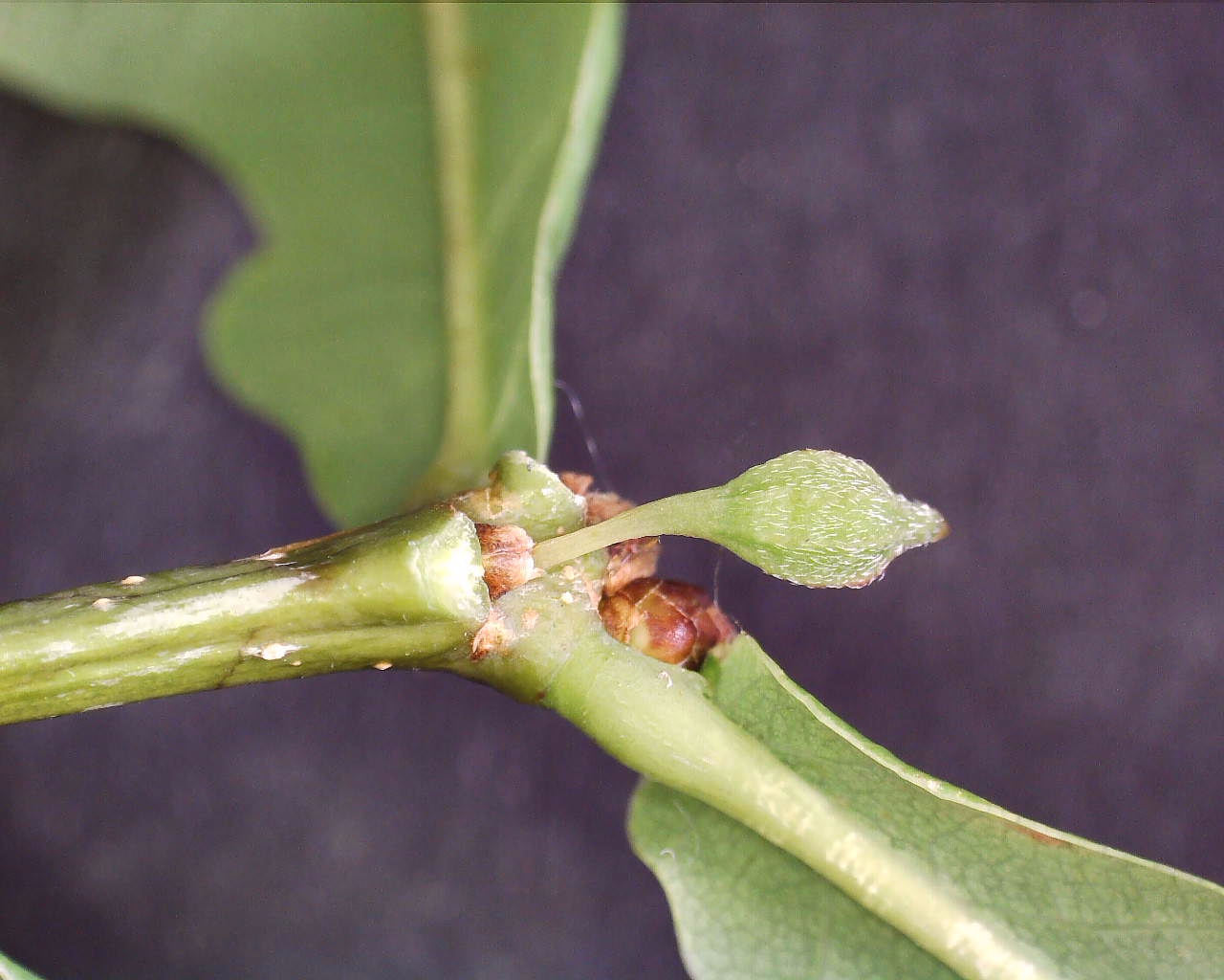 Andricus callidoma (Andricus callidoma)