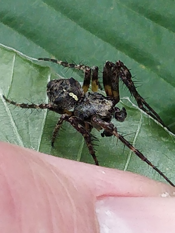 Gibbaranea omoeda (Gibbaranea omoeda)