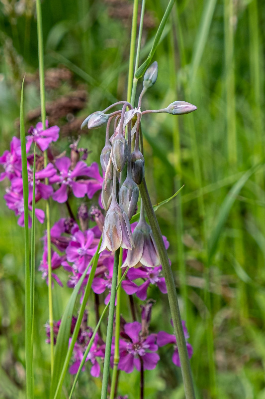 Bulgarsk Prydløg (Nectaroscordum siculum ssp. bulgaricum)