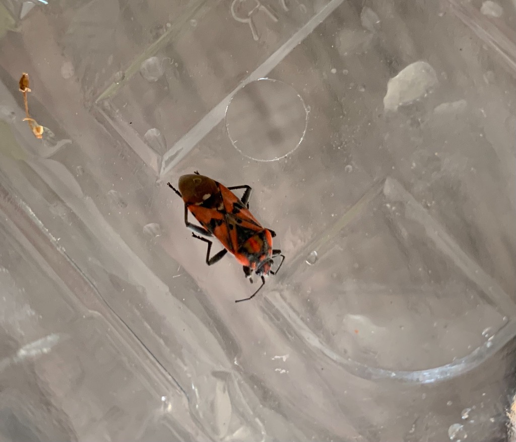 Spilostethus pandurus (Spilostethus pandurus)