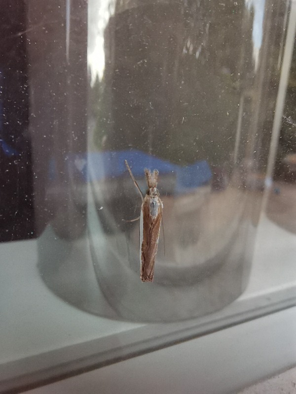 Agriphila sp. (Agriphila sp.)