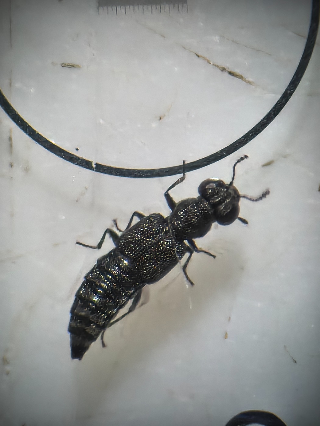 Stenus pusillus (Stenus pusillus)