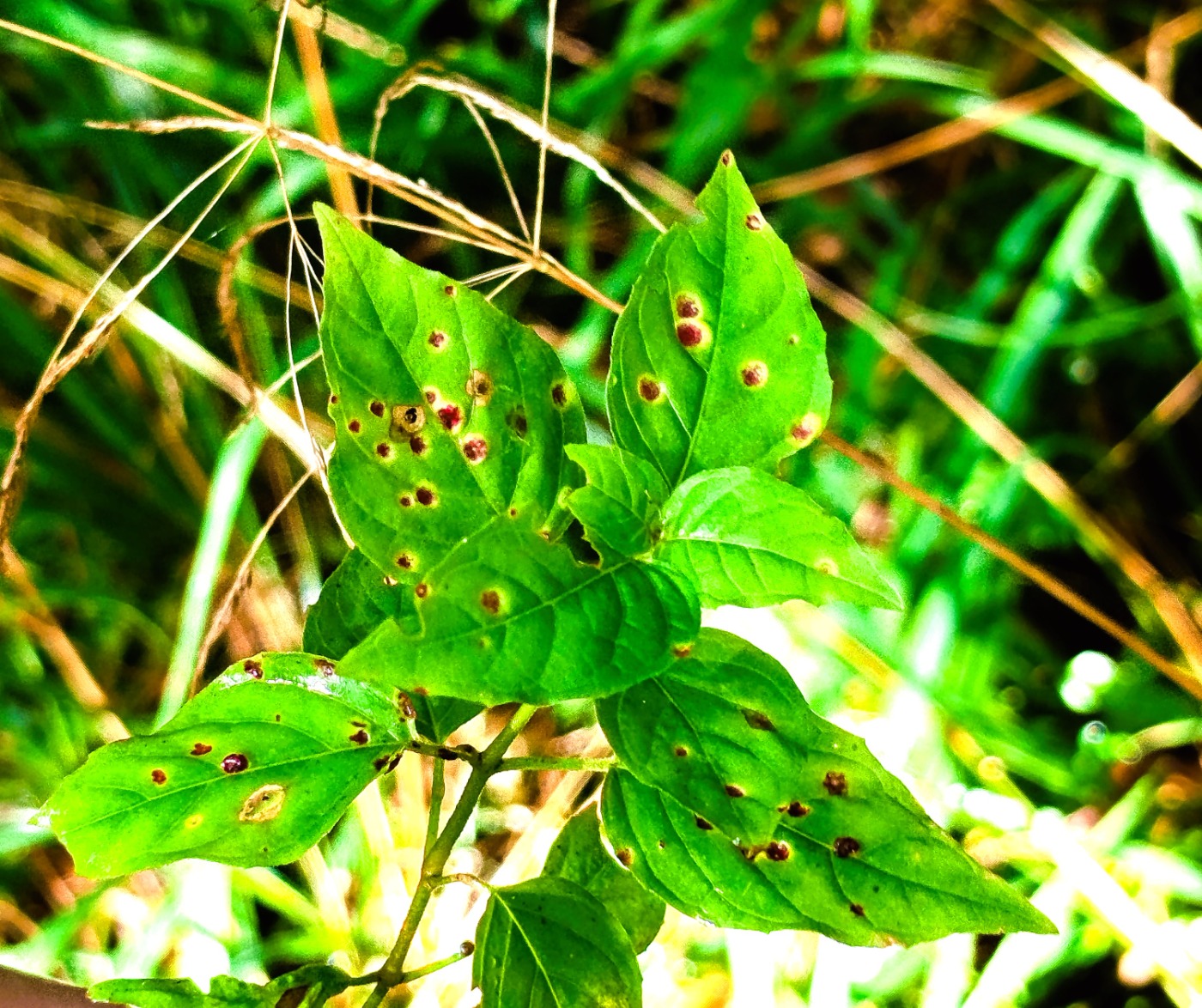 Steffensurtrust (Puccinia circaeae)