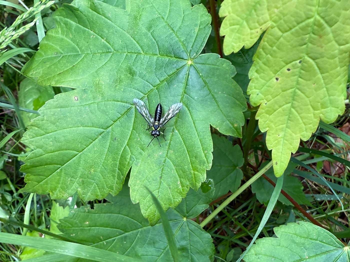 Tenthredo mesomela (Tenthredo mesomela)