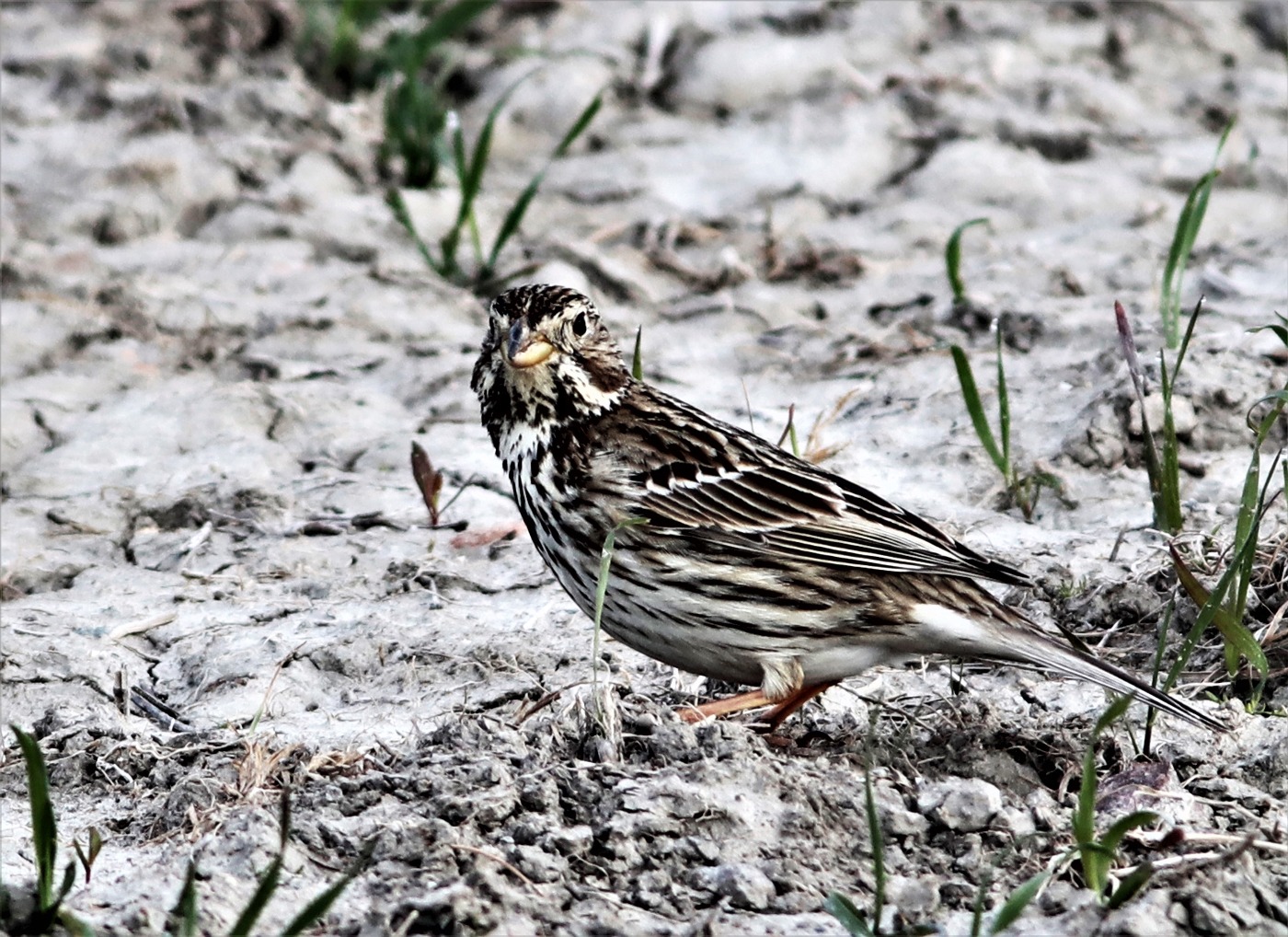 Bomlærke Observation Nb 4770431 Naturbasen