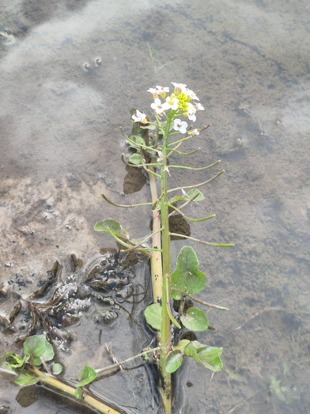 Tyndskulpet Brøndkarse (Nasturtium microphyllum)