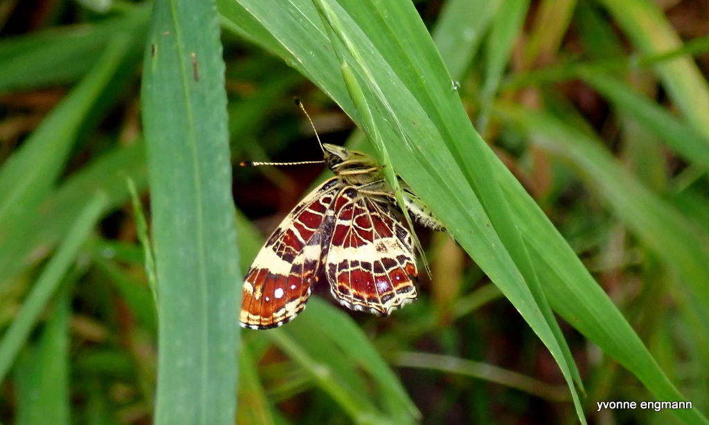 Nældesommerfugl (Araschnia levana)