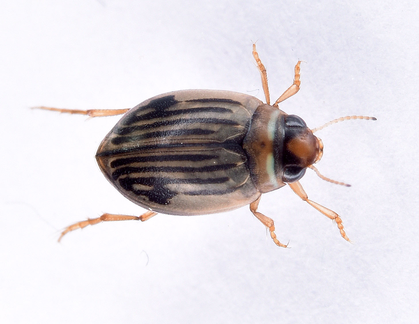 Hygrotus nigrolineatus (Hygrotus nigrolineatus)