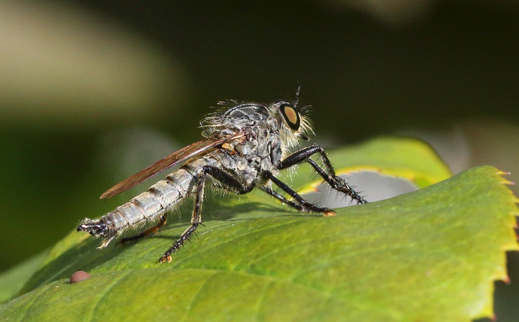 Rød Skægrovflue (Eutolmus rufibarbis)