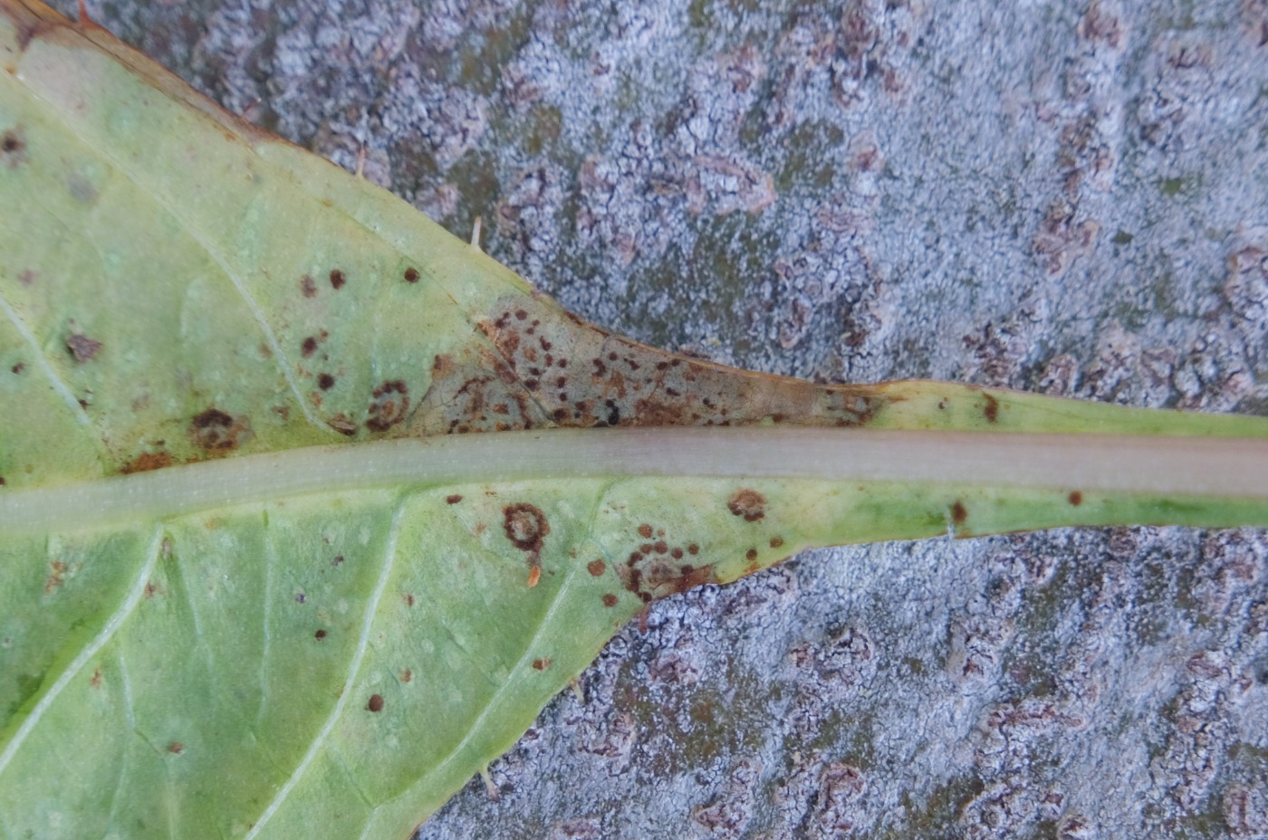 Puccinia komarovii (Puccinia komarovii)