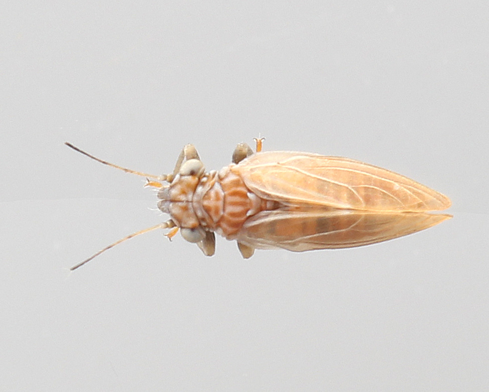 Cacopsylla parvipennis (Cacopsylla parvipennis)