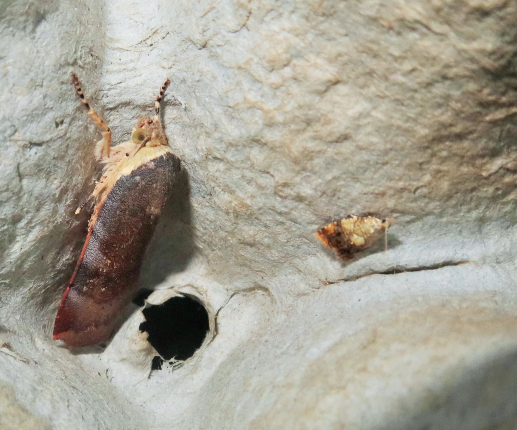 Noctua janthe/janthina (Noctua janthe/janthina)
