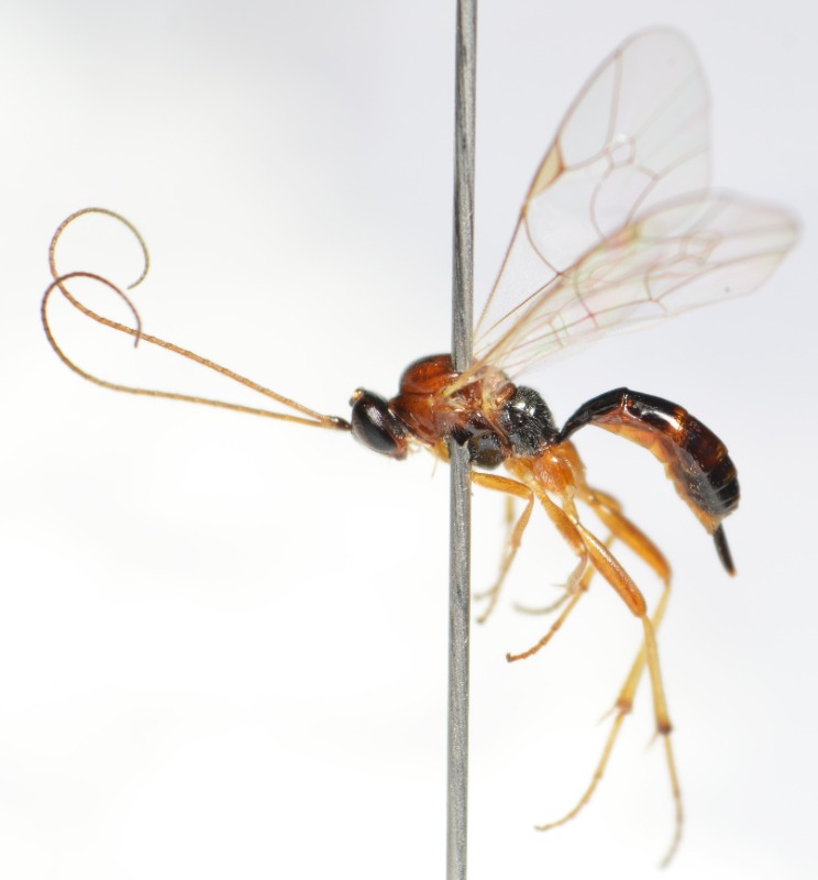 Mesochorus rufoniger (Mesochorus rufoniger)