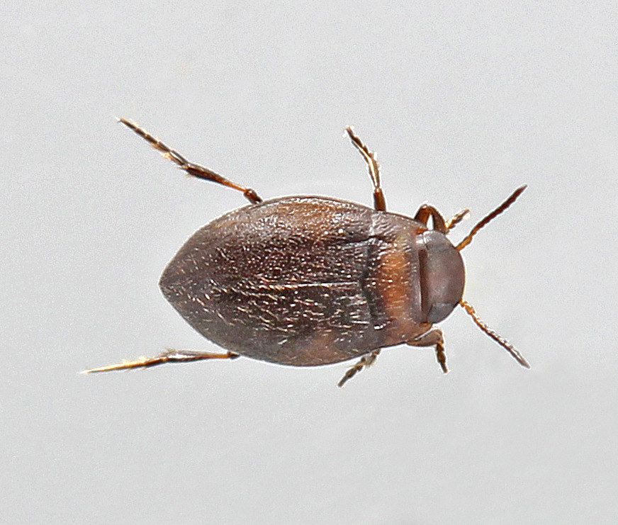 Bidessus unistriatus (Bidessus unistriatus)