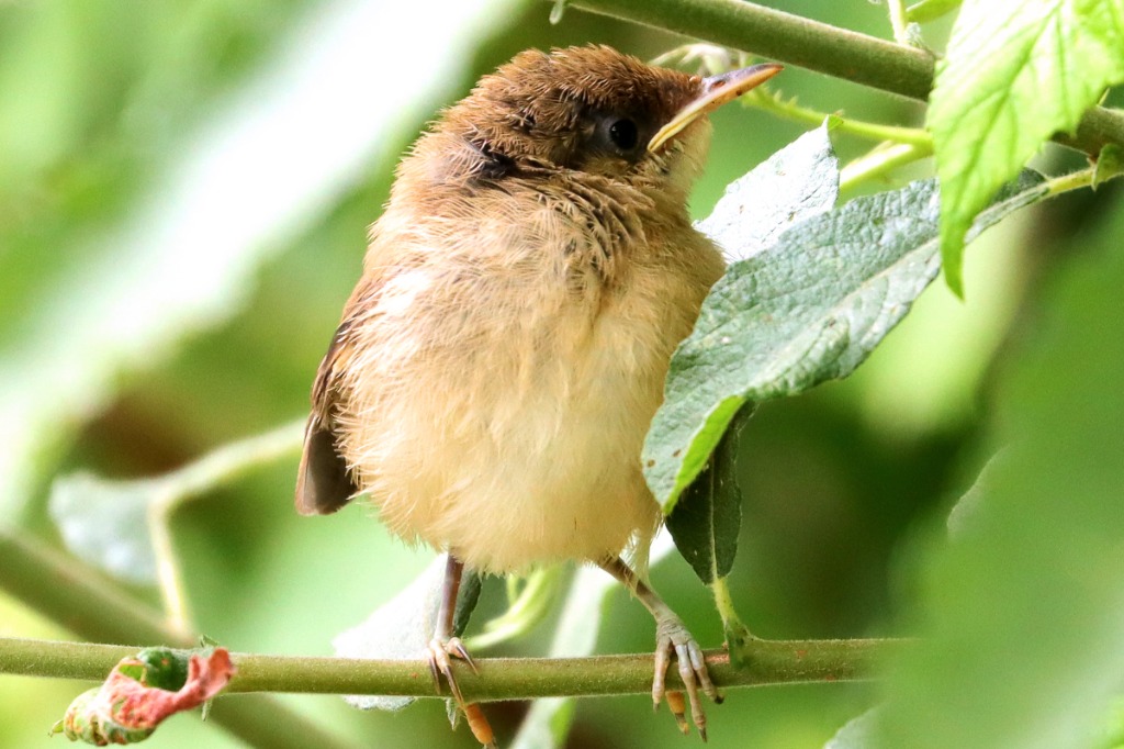 Munk (Sylvia atricapilla)