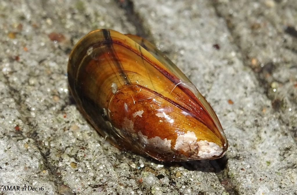 Blåmusling (Mytilus edulis)
