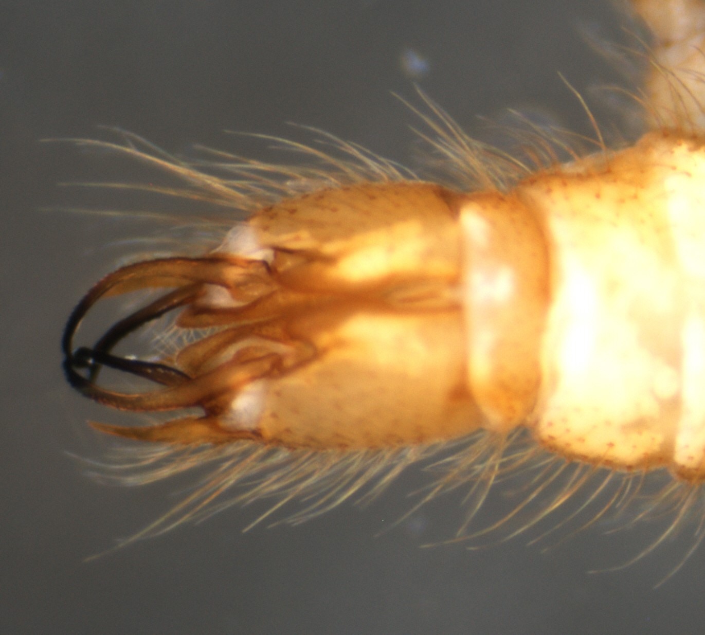Molophilus appendiculatus (Molophilus appendiculatus)