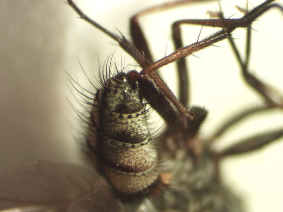 Hydrophoria ruralis (Hydrophoria ruralis)